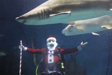 Santa Claus dives among the sand tiger sharks in The Maritime Aquarium at Norwalk’s “Ocean Beyond the Sound” exhibit.