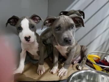 Two of the puppies rescued from Hurrican Dorian.