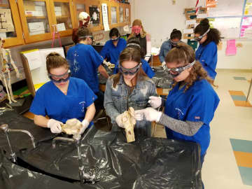 <p>Students in Hendrick Hudson High School’s PLTW Biomedical class examine cow elbows and long bones.</p>
