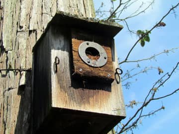 Young people can build a bluebird house in Lewisboro.