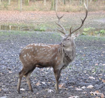 A sika deer has been spotted in New York, threatening other wildlife.