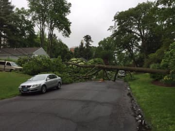 A tree is down on Glen Road in Greenwich on Wednesday morning.