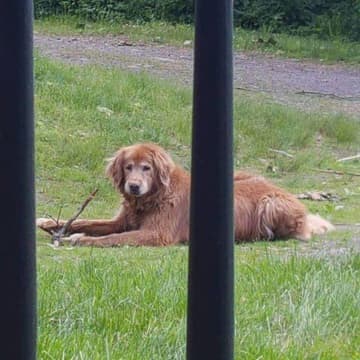 Dakota, who ran away from his Bedford home, may have been frightened by thunder during the height of the storm Monday.