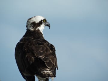 Ospreys are a common sight in summer.