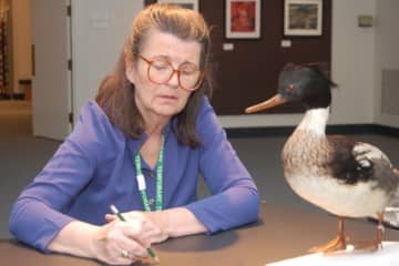 Francesca Anderson draws a mounted specimen of a red-breasted merganser from the Bruce Museum collection.