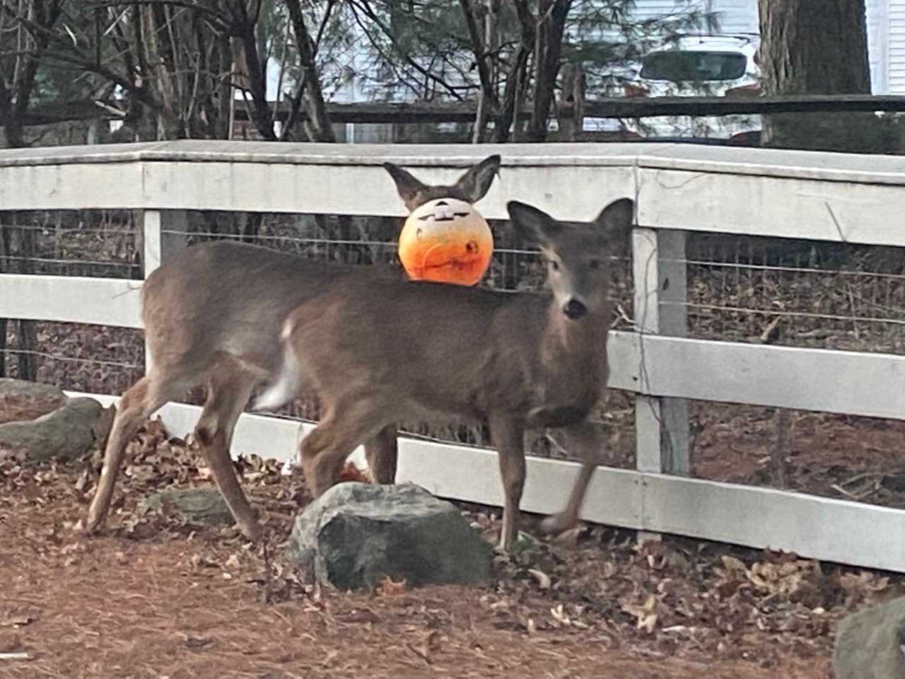 The crippled deer stands behind another in Upper Saddle River.