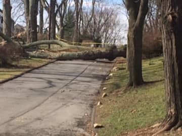 A tree blocks  Ethelridge Road in White Plains on Saturday, knocking out power to nearby homes.