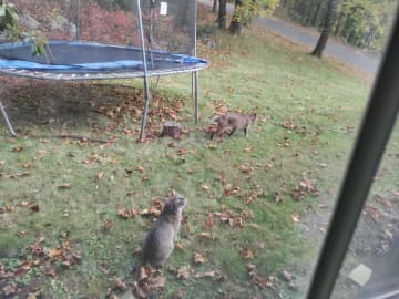 <p>Two of the bobcats checking out the yard at a New Canaan home.&nbsp;</p>