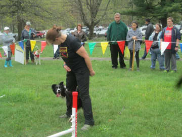 A border collie completes an agility course at the SPCA Walk-a-Thon in Yorktown.