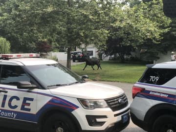 Police in Suffolk County are alerting residents after a bull escaped from an area farm.