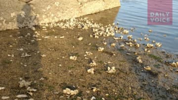 Numerous dead oyster shells and dead fish were found along Harbor Island Park's public beach on Tuesday evening. They washed up from Mamaroneck Harbor which connects with Long Island Sound.
