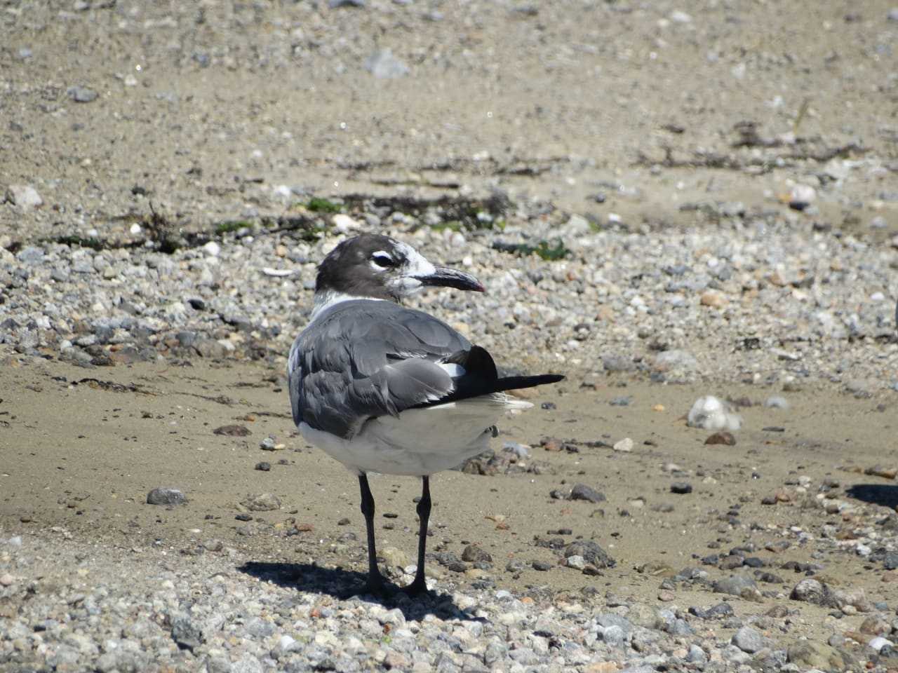 After the summer’s hatchlings are out of the nest, many species undergo a molt, or a complete overhaul of their feathers.