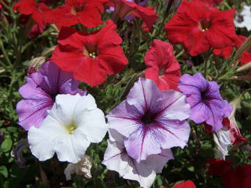 The Seven Bridges PTA is holding its "Living Color Flower Fundraiser" so it can dig up some cash for the repair and upkeep of the middle school's enclosed garden, Besides petunias like these, folks can buy other flowers, herbs, veggies, and plants.