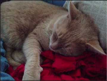 The Lost Pets of the Hudson Valley Facebook page has posted that an owner of a missing cat from the Fowler Avenue area of Ossining seeks help in finding the cat.