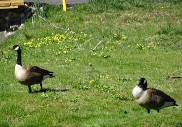 <p>A pair of Canada Geese.</p>