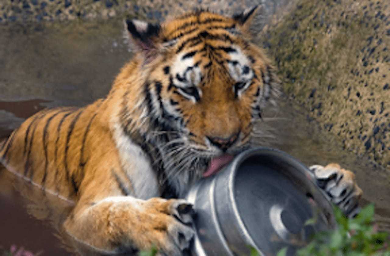 The tigers will be on hand at the Beardsley Zoo's Brew at the Zoo, Sunday Oct. 9.