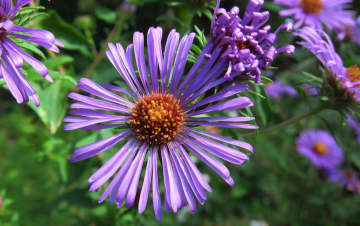 Fall is a good time for planting, such as this Native Smooth Aster.