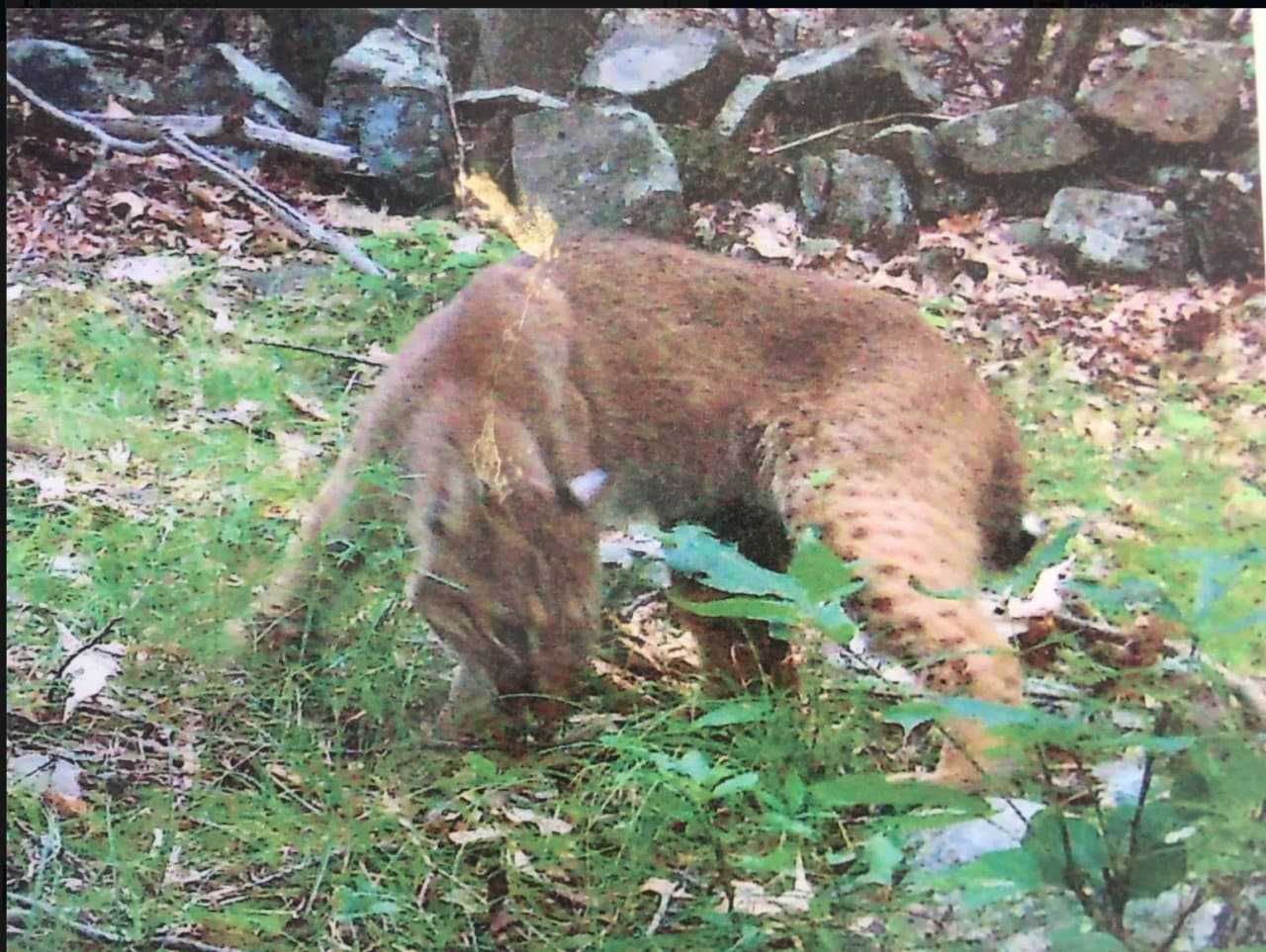 Bobcat Spotted In Orange County 