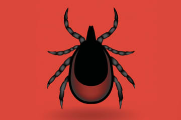 Don't let ticks and Lyme Disease become a problem this summer.