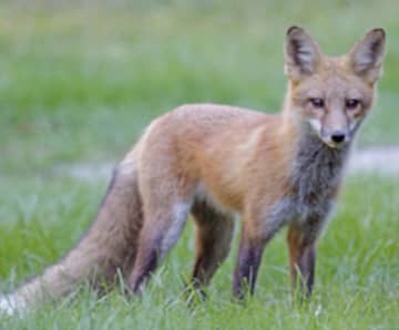 There have been several reported sightings of foxes in Eastchester.