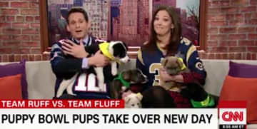 The four pups from Danbury Animal Welfare Society during a segment on CNN's "New Da" show.