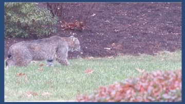 A picture of the bobcat believed to have attacked a 12-year-old Fairfield boy.