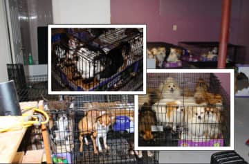 More than 130 animals were recovered from an illegal puppy mill run out of a Scotch Plains home in unsanitary conditions, authorities said.