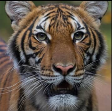 Nadia is a 4-year-old female Malayan tiger.