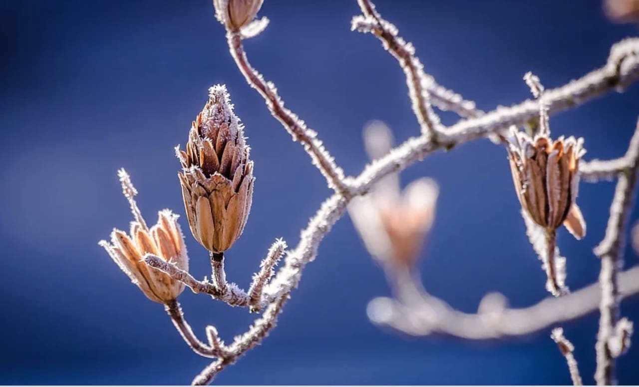 Frost