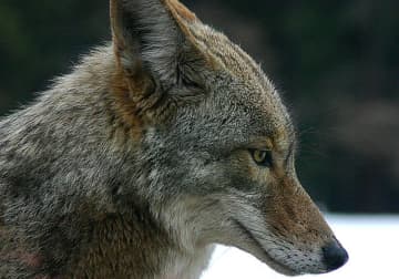 Coyotes have been running rampant in Southbury, according to Animal Control officials.