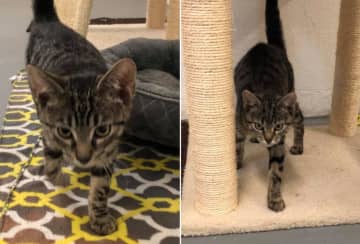 The Phillipsburg Animal Control Department is seeking clues after two kittens were found abandoned and freezing wet behind a local dialysis center.
