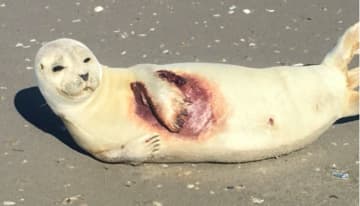 This injured harbor seal was rescued from the beach at Strathmere in Cape May County. He is being nursed back to health at the Marine Mammal Stranding Center in Brigantine.