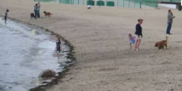 Dog day afternoons at the beach are no longer allowed in some Jersey Shore towns.