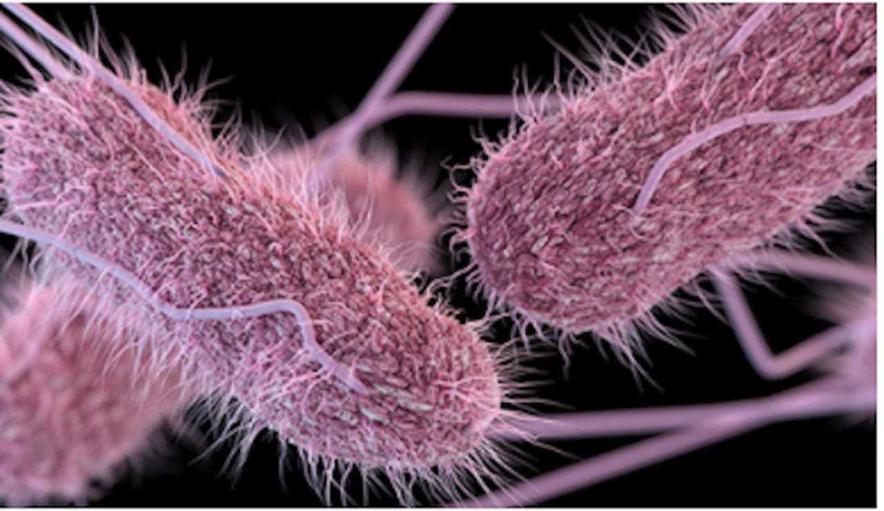Salmonella