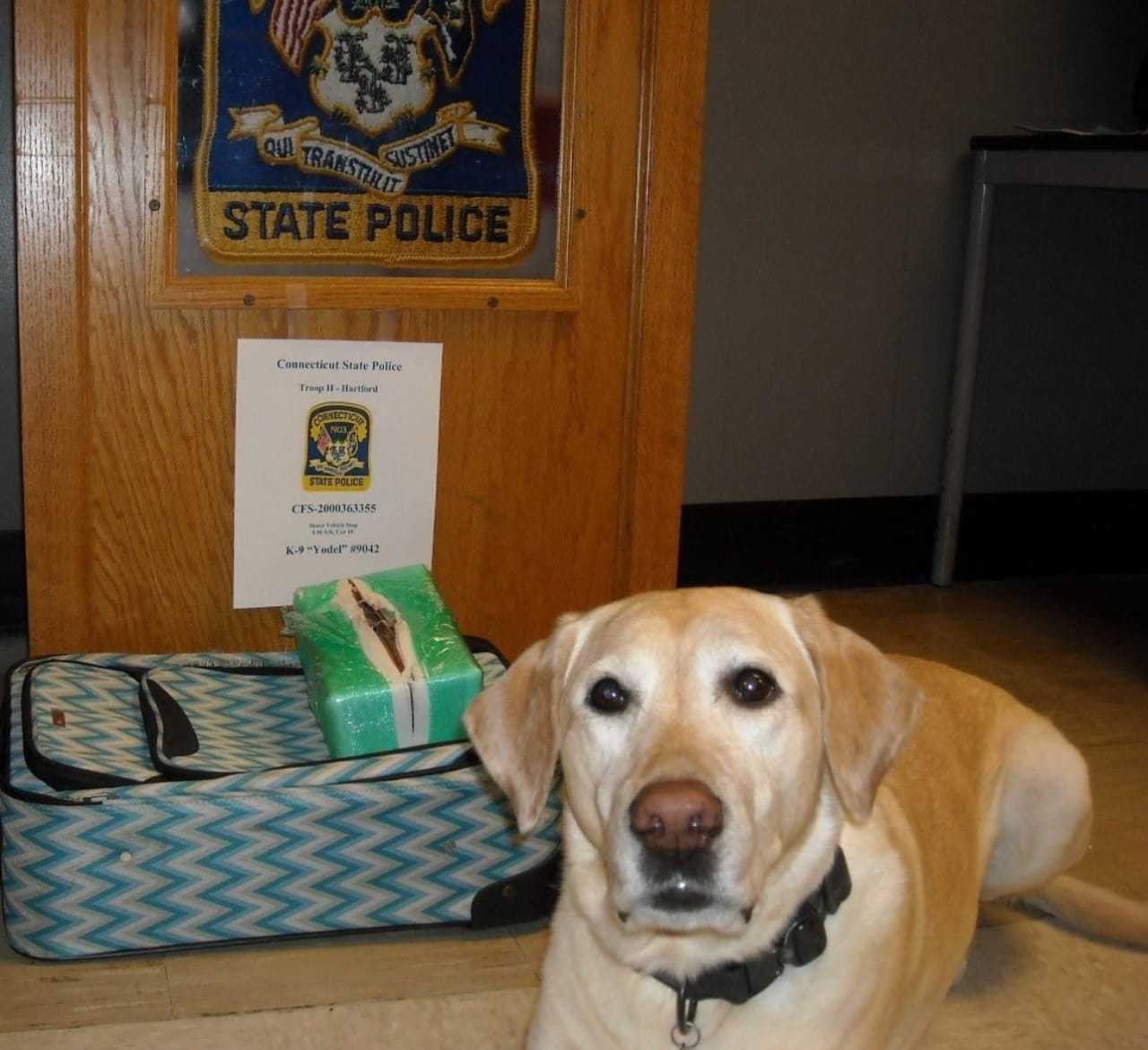 A police dog named Yodel made a huge drug bust on I-91 on Thursday, Aug. 20.