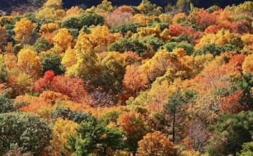 Autumn leaves as seen from Talcott Mountain