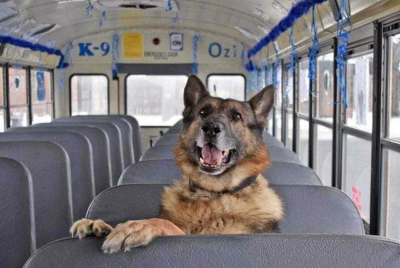 K9 Ozi