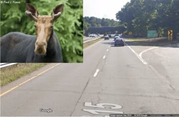 A moose was hit and killed on a busy CT highway.