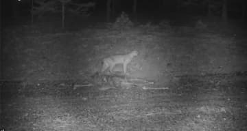 A video from the town of Wilmington in Essex County, about 12 miles northeast of Lake Placid, captured a predator that killed a deer in somebody’s driveway.