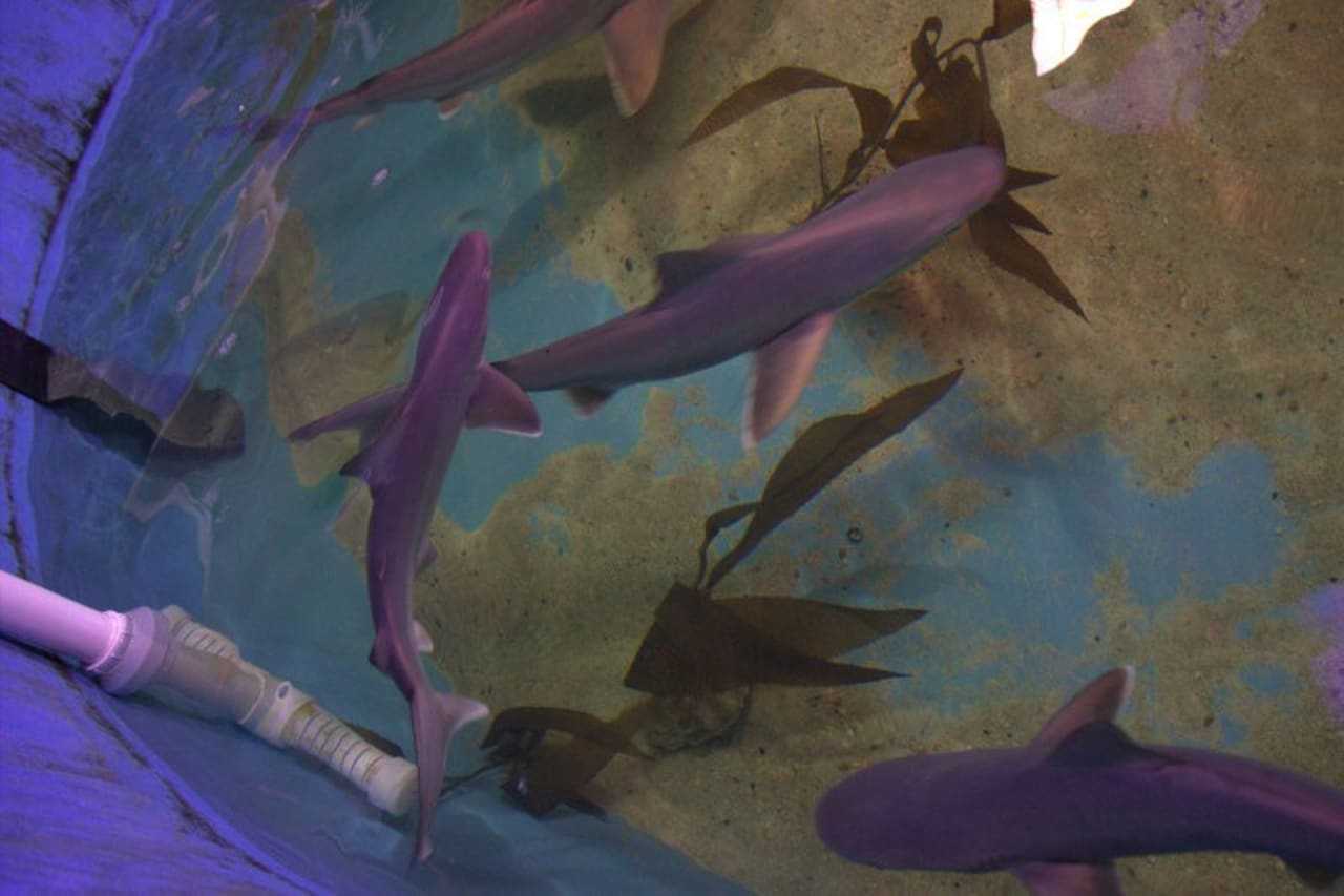 The sandbar sharks discovered in the basement pool.