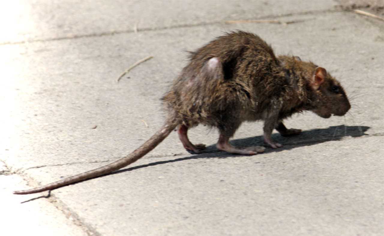 Oh Rats! The Four-Legged Vermin 'Taking Over NYC,' Report Says