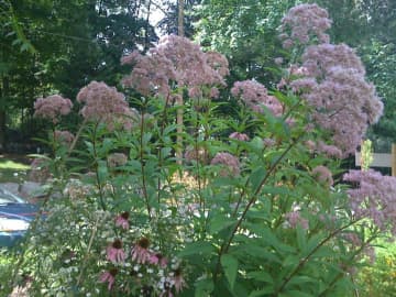 This Joe-Pye weed -- named for a Native American healer -- was flourishing in the garden in 2013.