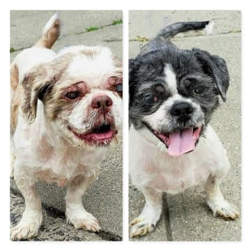 Two dogs were abandoned without food or water inside a foreclosed Newark home.