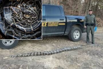 Environmental Conservation Officers found a 14-foot reticulated python dead on the side of the road in Medford on Tuesday, Feb. 14.