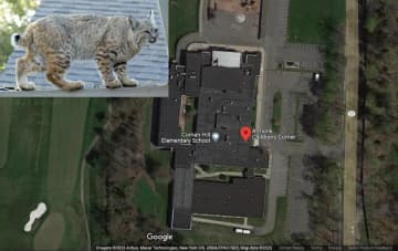 <p>A possible bobcat sighting resulted in a police response at the Coman Hill Elementary School in Armonk.&nbsp;&nbsp;</p>