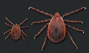The Asian longhorned tick, seen above, has been found in Connecticut for a third time.