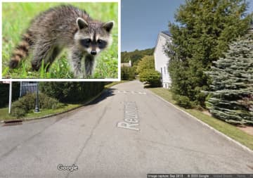 The rabid raccoon was found in Greenburgh at the intersection of Reunion Road and Tradition Court.