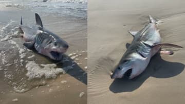 Police said the dead shark washed up on the Ocean Beaches in Quogue.