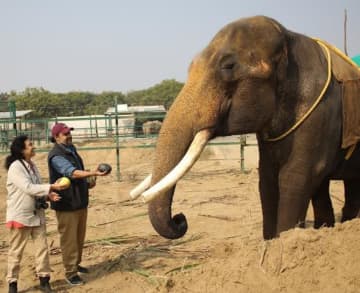 Suraj the one-eared elephant arrives at the Elephant Care Center. After decades of life in a dark temple, this is his first day of freedom.