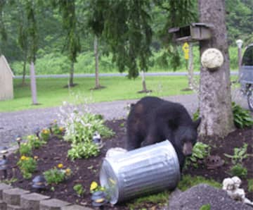 An upstate New York man was injured after encountering a black bear in his garbage can.